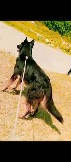 Belgien Shepherd Double Cote