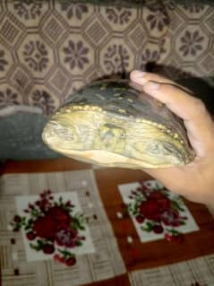 turtle and eggs sale . . . . home pet female turtle