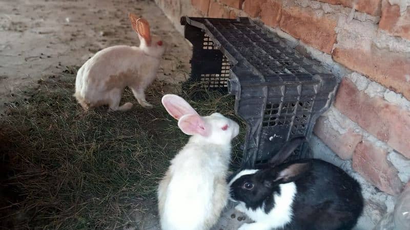 5 females & 1 male best for breading/ meat 2