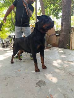 rottweiler female for sale age 4 year 0