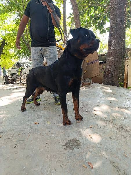 rottweiler female for sale age 4 year 1