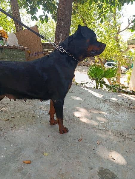 rottweiler female for sale age 4 year 2