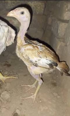 Mianwali aseel bird for sale 2.5 months age