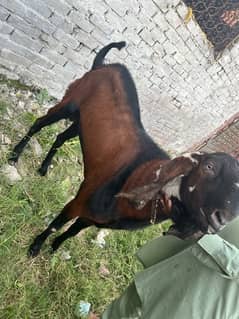 Goats for sale