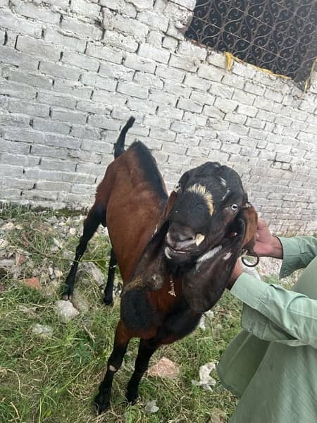 Goats for sale 1