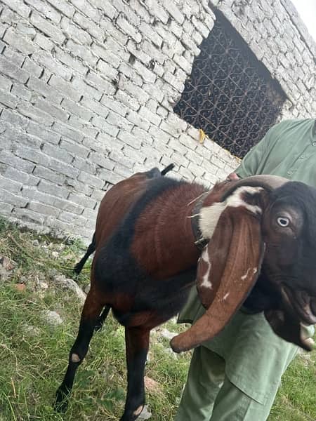 Goats for sale 2