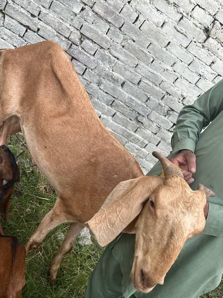 Goats for sale 5