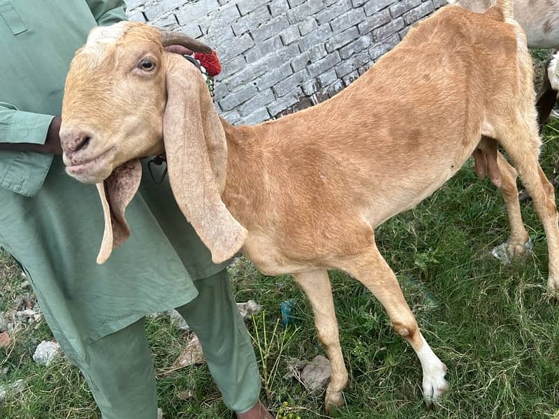 Goats for sale 7