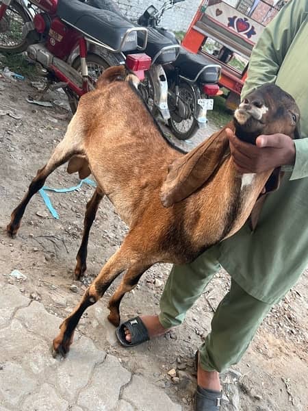 Goats for sale 8