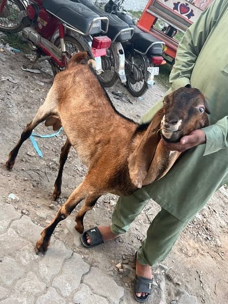 Goats for sale 10