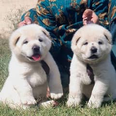 King alabai puppies pair full security dogs havey bone for sale 0