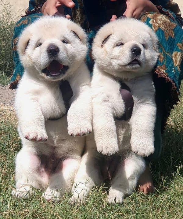 King alabai puppies pair full security dogs havey bone for sale 1