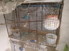 budgie breeder pair urgent sale with cage