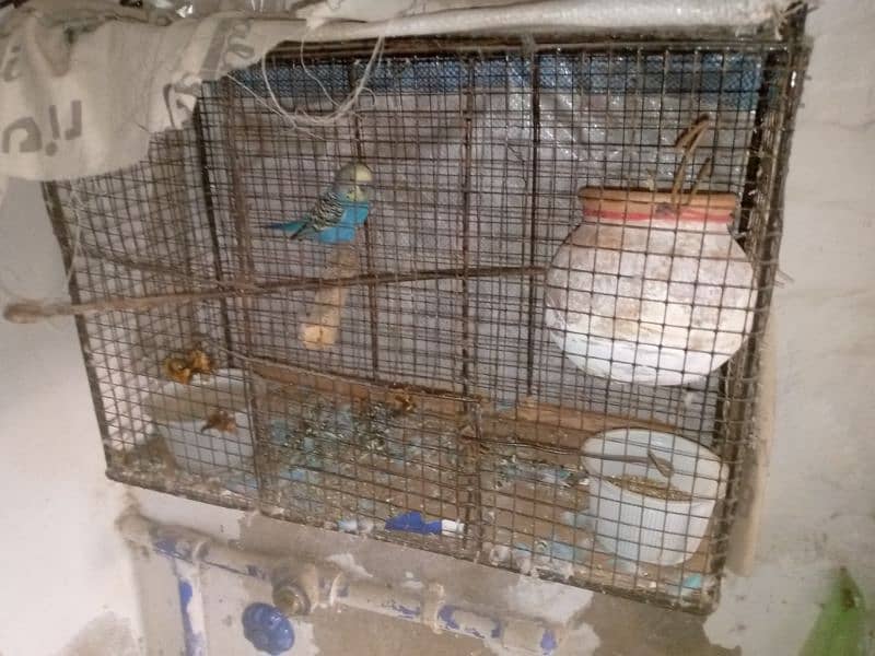 budgie breeder pair urgent sale with cage 0