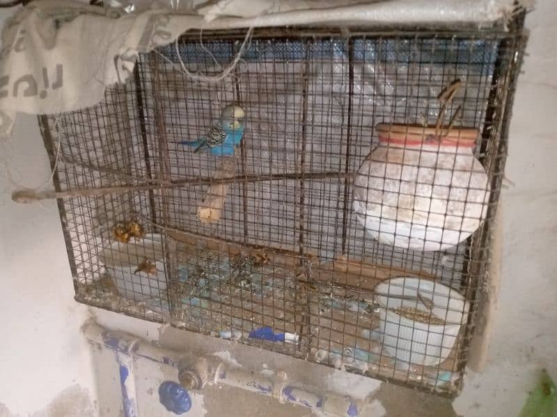 budgie breeder pair urgent sale with cage 1