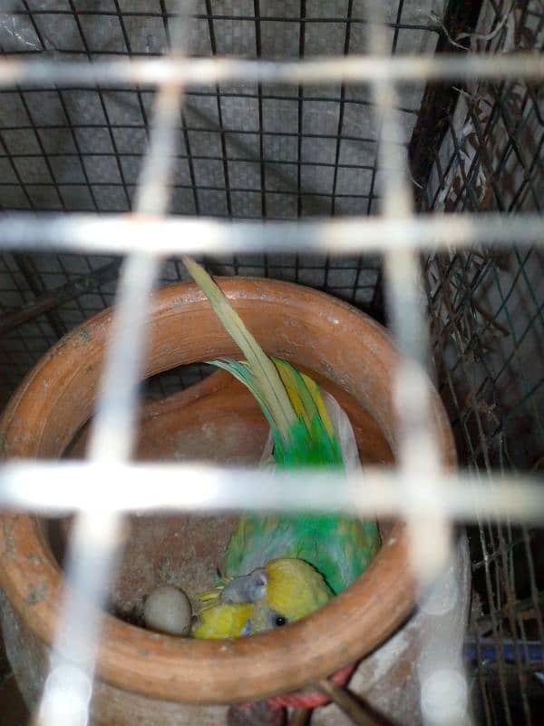 budgie breeder pair urgent sale with cage 2