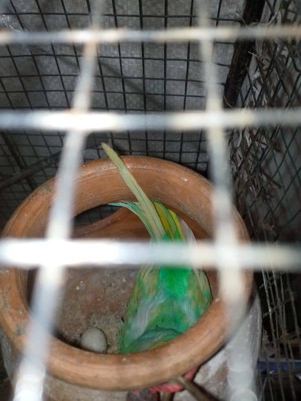 budgie breeder pair urgent sale with cage 3