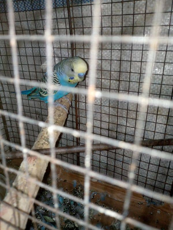 budgie breeder pair urgent sale with cage 4