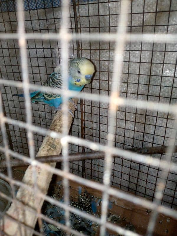 budgie breeder pair urgent sale with cage 5