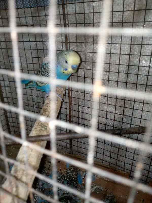 budgie breeder pair urgent sale with cage 6