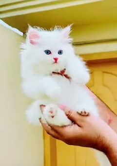 Persian cat for sale 2 month age my WhatsApp number 03 47 59 40 629