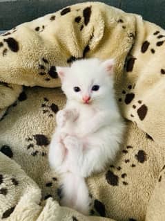 Persian male kitten very active and healthy