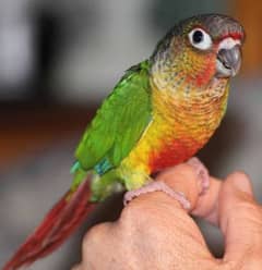 green conure