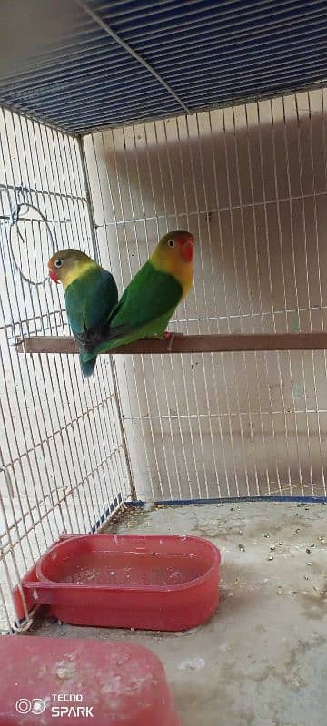 Sale Lovebirds 2