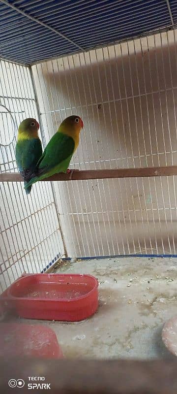 Sale Lovebirds 3