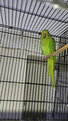 2 Green parrot pair available