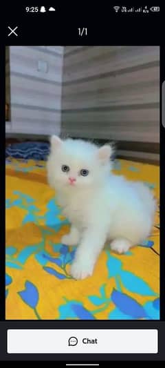 Persian cat for sale 2 month age my WhatsApp number 03 47 59 40 629 0