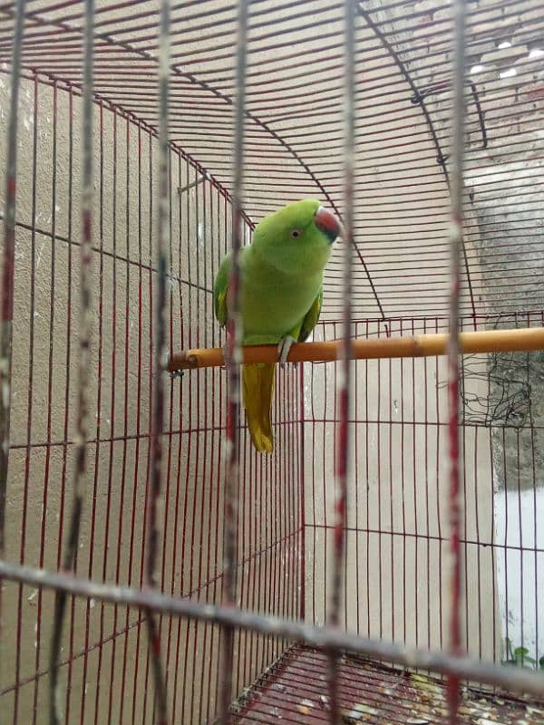 green parrot for sale pair 0