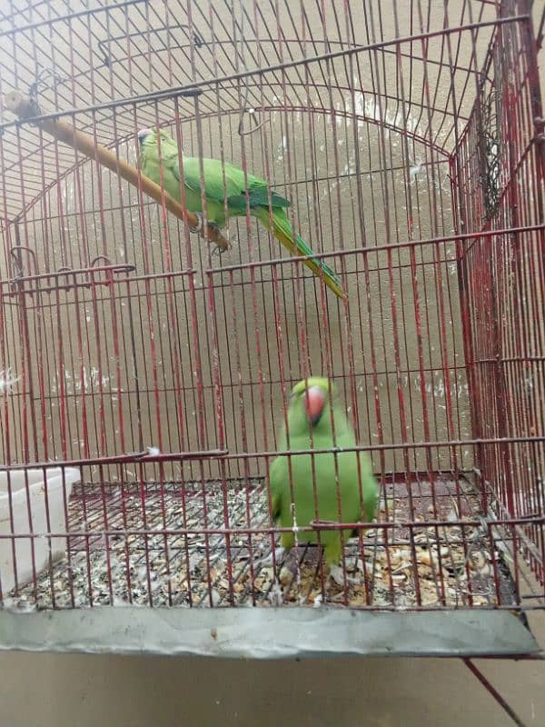 green parrot for sale pair 1