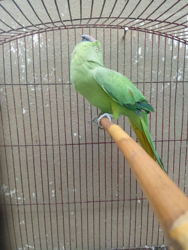 green parrot for sale pair 2