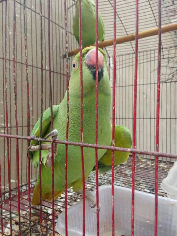 green parrot for sale pair 3