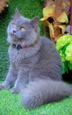 pure persian pregnant female for sale 15 days pregnant