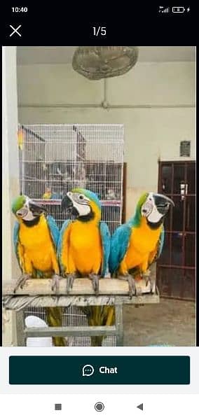 blue macaw parrot chips for sale 0336*51*30*711 1