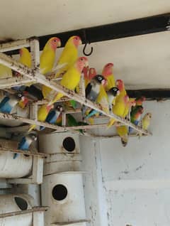 complete colony of lovebirds for sale