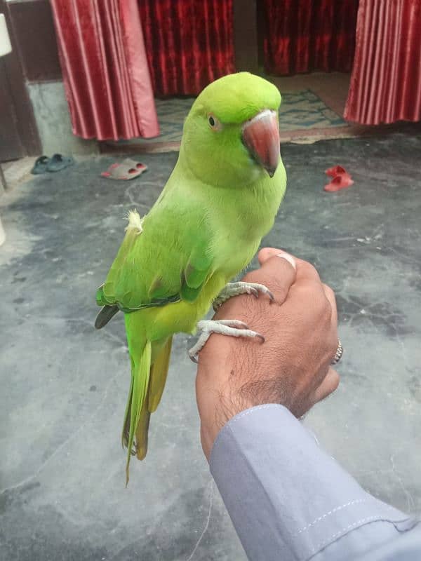 green parrot for sale pair 4