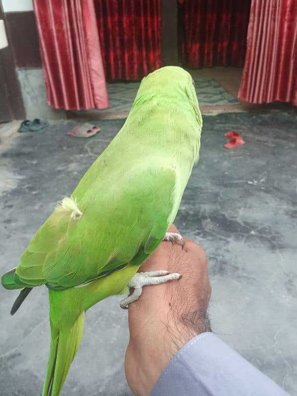 green parrot for sale pair 5