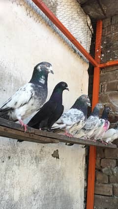 Pigeon