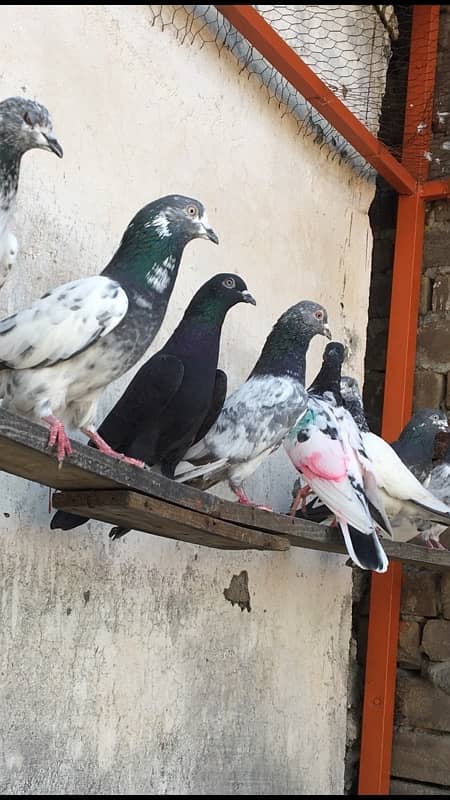 Pigeon for sale total 8 kabootar 1