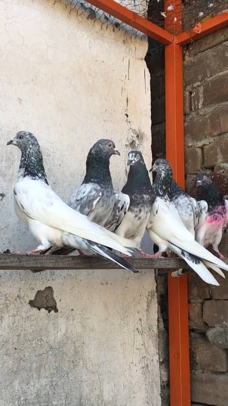 Pigeon for sale total 8 kabootar 2