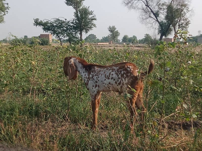 بکرا سیل تھوڑا سست ہے 0