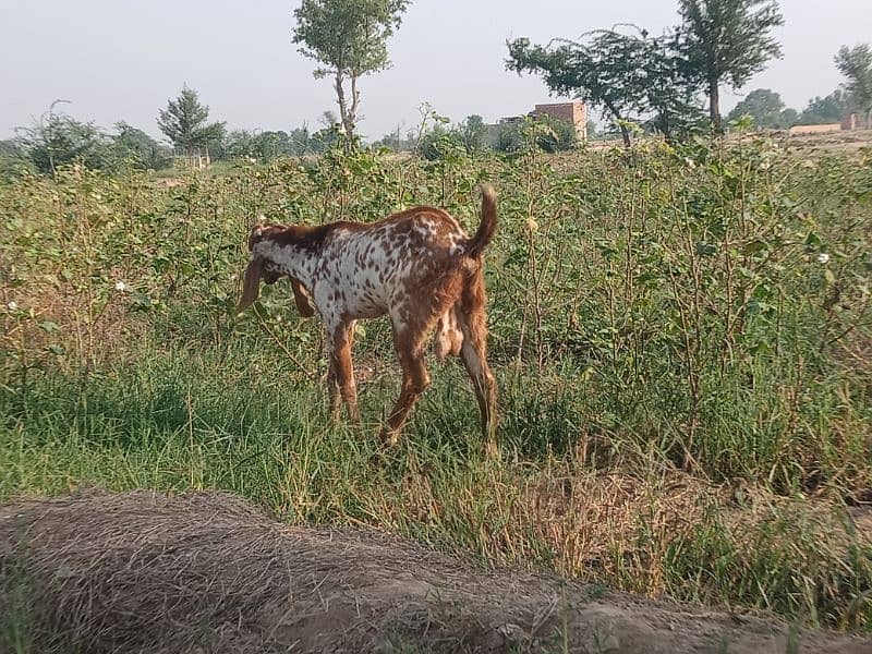 بکرا سیل تھوڑا سست ہے 2