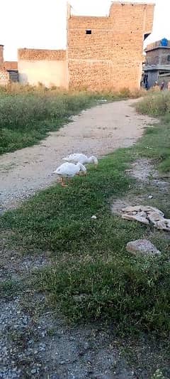 Lambhi gardan wali Ducks