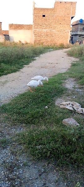 Lambhi gardan wali Ducks 0