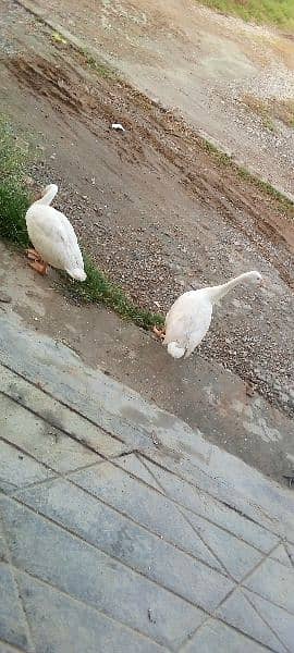 Lambhi gardan wali Ducks 1