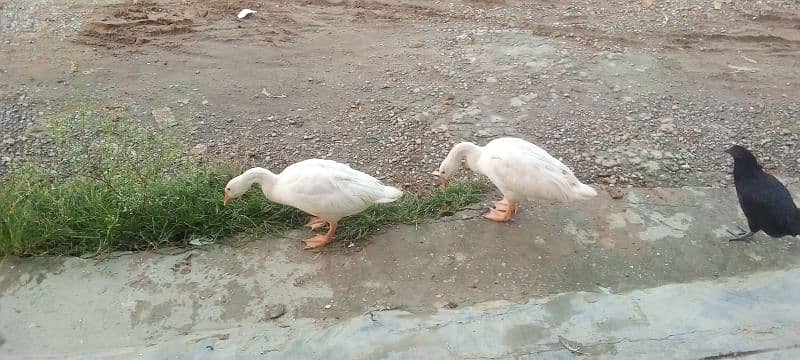 Lambhi gardan wali Ducks 2