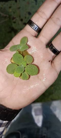 Dwarf water lettuce Floating plants